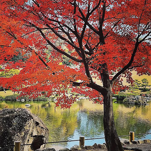 熊本市・水前寺成趣園のイロハモミジ