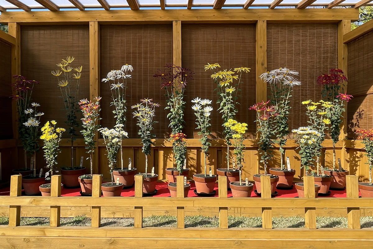 熊本市水前寺成趣園の肥後菊