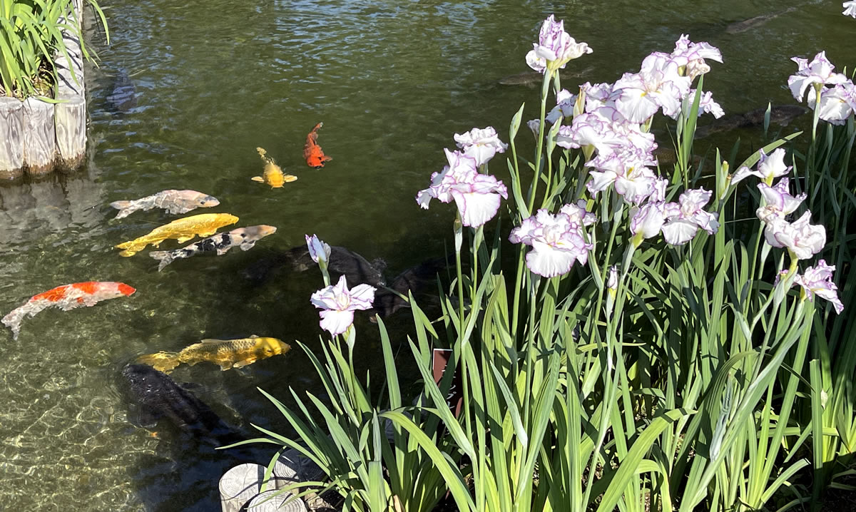 水前寺成趣園・肥後花菖蒲