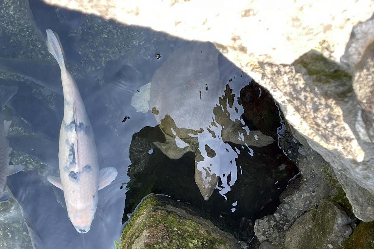 熊本の人気観光地「水前寺成趣園（じょうじゅえん）」幸運を呼ぶ、白スッポン