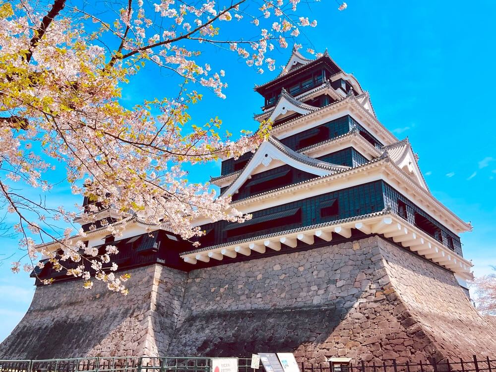 熊本城内の桜と熊本城