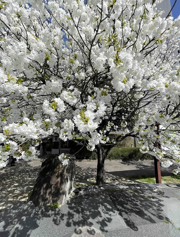 熊本城下桜